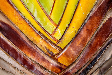 Close up of coconut palm tree foliage