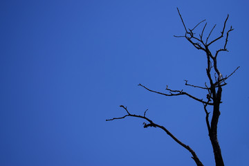 Scary dry tree against the blue sky