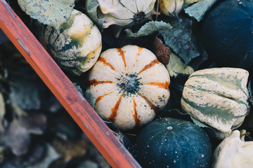 Cream and Orange Pumpkin with Gourds