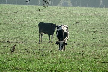 vache dans un pré