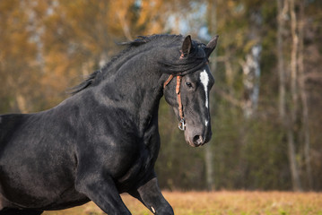 Portrait of running latvian breed horse in autumn