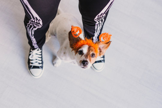 top view of a young woman with her cute small dog wearing a pumpkin diadem. Woman wearing a skeleton costume. Halloween concept. Indoors