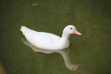 Ente