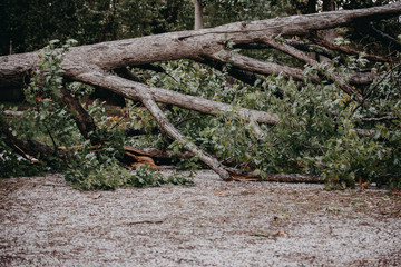 Fototapeta na wymiar A tree blocks the road after a severe wind storm