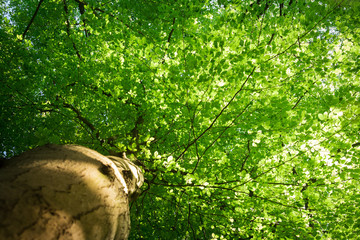 Bottom view of the foliage of a beech tree in the spring with the light filtered through the fresh green young leaves, viewing point is along the trunk. - obrazy, fototapety, plakaty