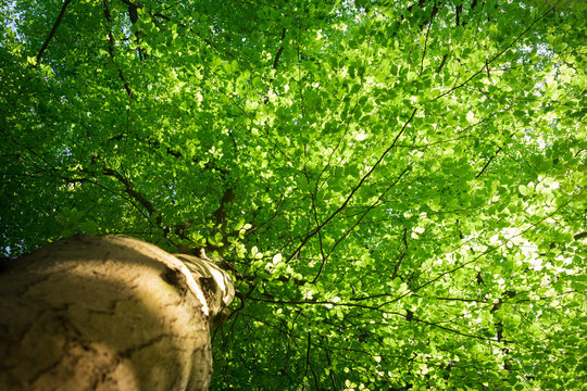 Bottom view of the foliage of a beech tree in the spring with the light filtered through the fresh green young leaves, viewing point is along the trunk.
