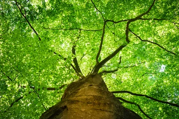Gordijnen Onderaanzicht, langs de stam, van het frisgroene blad van een beukenboom in het voorjaar, met de takken duidelijk zichtbaar als aderen voor de levenssappen. © mslok