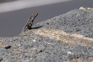 Wall lizard basking in sunlight on the Canary Islands