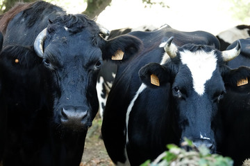 groupe de Prim'Holstein
