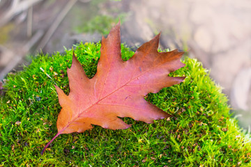 The brown leaf of oak red is lying on a stump that is covered with moss_