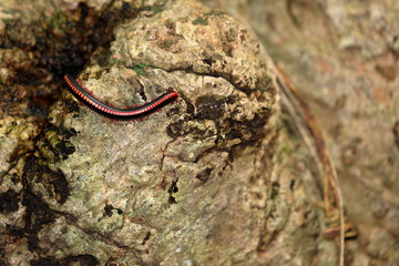 Tausendfüßler in Sri Lanka