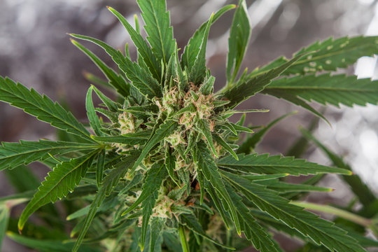Fototapeta big cannabis marijuana plant detail