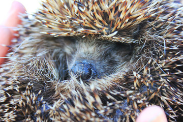 Person Holding Cute Hedgehog in Hands. Scared Spiny Mammal Hedgehog in Defence Position Outdoors on Sunny Day and Women Hands Carefully Holding Him