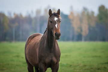 Portrait of a horse on the pasture in autumn
