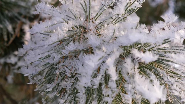 Spruce branches covered with frost in winter forest. close-up