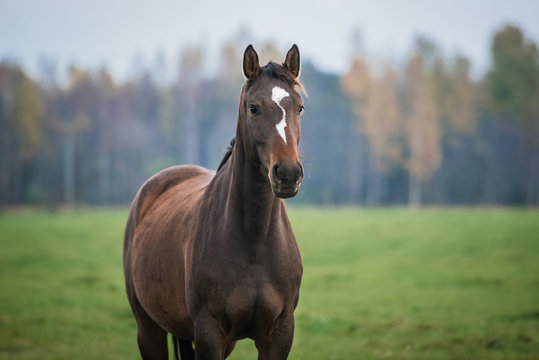 Fototapeta Portrait of a horse on the pasture in autumn