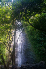 Obraz premium Manoa Falls 2