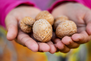 The girl holds walnuts in his hands_