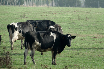 Vaches Prim'Holstein