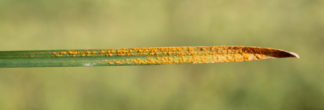 Symptoms of Wheat leaf rust caused by Puccinia rust fungus