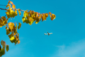 flying plane in the blue sky with yellow leaves of a tree in the foreground in autumn