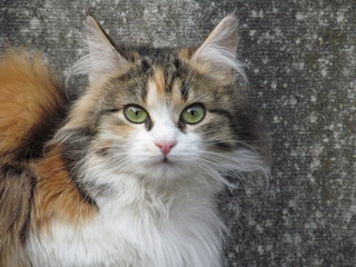 Кошка трёхмастная ,кошка с котятами,пушистая красота