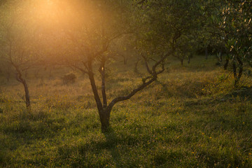 Toskania 10 © Maurycy