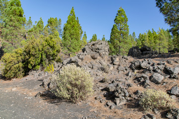 Trees growing in colorful volcanic dust rock at Llanos del Jable, La Palma Island, Canaries, Spain