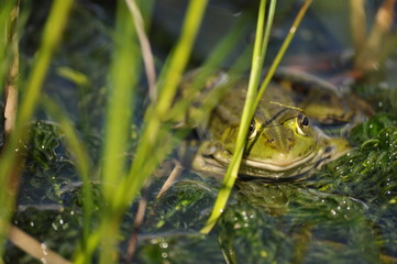 La grenouille caché