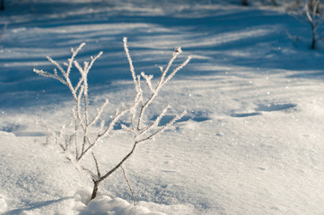 Branches of bushes covered with frost on a sunny winter morning. Frozen bushes on a frosty morning.