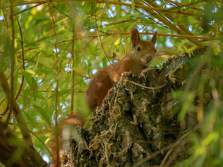 Squirrel on the tree. Autumn forest in background.