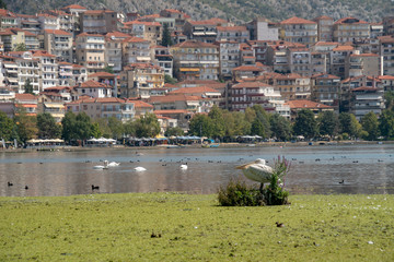 Pelikan am Ufer des Orestida-Sees, gegenüber die Stadt Kastoria auf einer Halbinsel