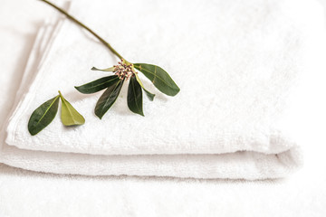 Towel for the spa. Top view green citrus tree branch. The concept of health, cleanliness and spa