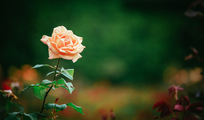 Rosa Rose und Rosenblätter im Park, Textfreiraum 