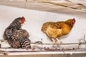 pockmarked  and brown chickens in the henhouse on the farm_