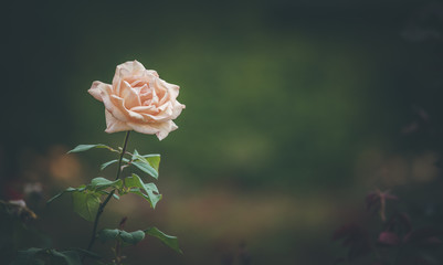 Rosa Rose und Rosenblätter im Park, Textfreiraum, düster 