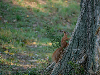 Squirrel on the tree. Autumn forest in background.