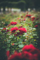 Rose Rosen im Mirabellgarten, Textfreiraum