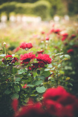 Rose Rosen im Mirabellgarten, Textfreiraum