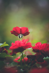Rose Rosen im Mirabellgarten, Textfreiraum