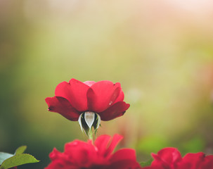 Rose Rosen im Mirabellgarten, Textfreiraum