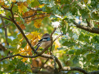 Eurasian jay on the autumn tree. Eurasian jay in forest.