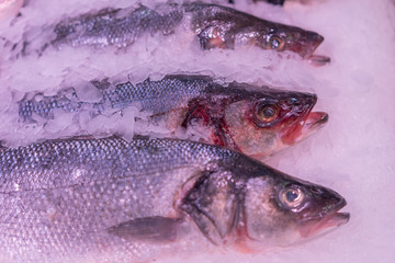 Fresh sea fish in the ice in the store. Clese up of frozen fish. Fresh fishes on ice in open market.