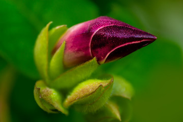 bud covered in morning dew
