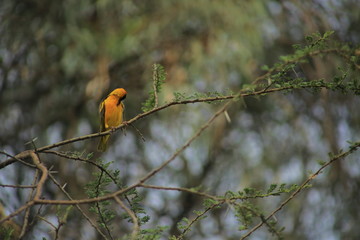 A yellow bird
