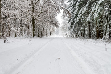 Winterwald