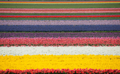 Tulips season in the Netherlands