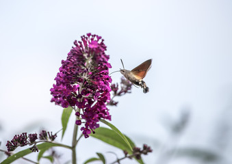 Taubenschwänzchen sammelt Nektar an violetter Blüte © Patrick Daxenbichler