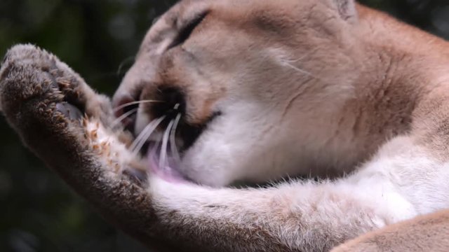 Close up of a Puma cleaning the paw scene. The animal passes the head and tongue over the paw. He raises his head and looks around. Animal in captivity.