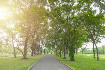 Fototapeta na wymiar pathway and beautiful orchid trees track for running or walking and cycling in the park on green grass field on the side of the golf course. Sunlight and flare concept.